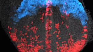 Foto: Reprodução/UCL