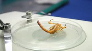 Chuva exige atenção com animais peçonhentos, alerta equipe do Hospital Ib Gatto Falcão - Carla Cleto / Ascom Sesau