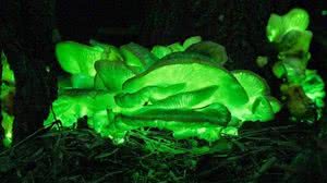 Foto: Reprodução/David Finlay