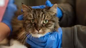 Gatinha recebendo cuidados médicos no centro de acolhimento da ONG após ser resgatada - Best Friends Animal Society / Divulgação