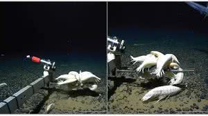 Foto: Maroni et al/Royal Society Open Science