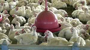 Brasil se autodeclara livre da gripe aviária após etapa de isolamento - Reprodução / Agência Brasil