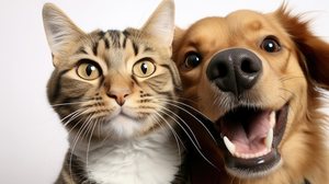 Imagem Você já ouviu falar em dirofilariose (verme do coração)?