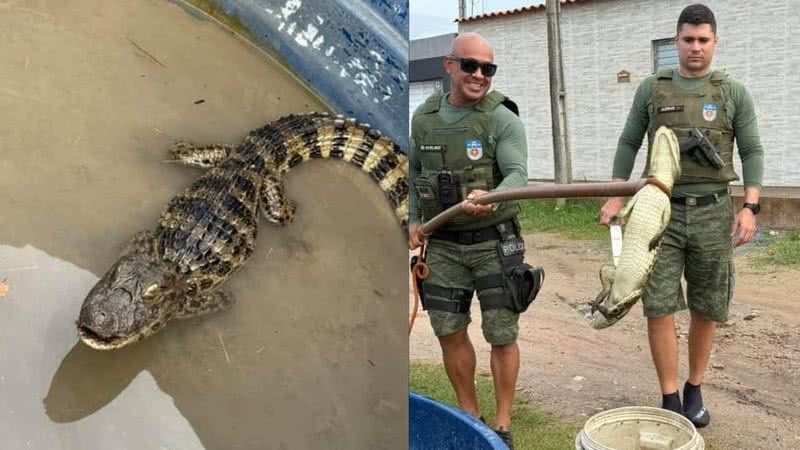 Vídeo: Jacaré aparece em loteamento após fortes chuvas e assusta moradores