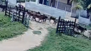 Reprodução / Vídeo