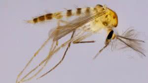 Nova espécie de inseto é descoberta por cientistas no Rio Grande do Norte - UFRN