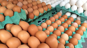 Ação foi necessária para manter o controle sanitário - Foto: Luiz Agner/IBGE