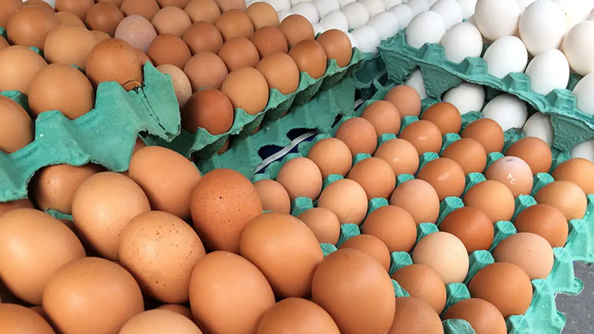 No Dia Mundial do Ovo, entenda se exagerar no alimento para bater meta de proteína pode fazer mal