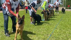 Imagem AABB Arapiraca sedia 3ª Etapa do Ranking Norte/Nordeste da raça Pastor Alemão