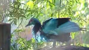 Reprodução/TV Globo