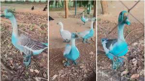 Córrego fica azul após carreta bater e derramar corante; animais foram resgatados - Arquivo pessoal