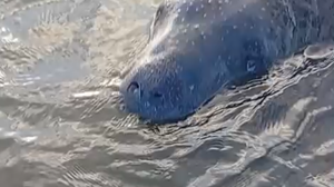 Peixe-boi foi resgatado para que seja reabilitado - Foto: Reprodução