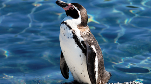 Foto: Ilustrativa/Freepik