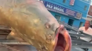 Imagem Peixe gigante da Amazônia é pescado em rio na Bahia