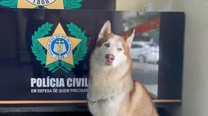 "Charlie", husky siberiano resgatado por DEAT - Ana Luísa Marques