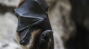 Imagem meramente ilustrativa - Foto: Ilustrativa/Freepik