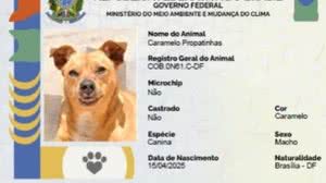 RG Animal - Reprodução / Governo Federal