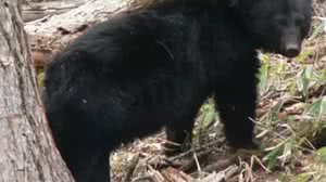 Urso mata homem de 89 anos e seu cachorro em ataque inédito na Flórida, EUA - Reprodução