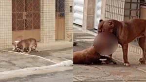 Ataque brutal: pitbulls matam cachorro em rua na Ponta Grossa - Reprodução