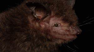 Foto: Reprodução/Fiocruz