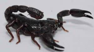 Foto: Pedro Ferreira Bisneto/iNaturalist