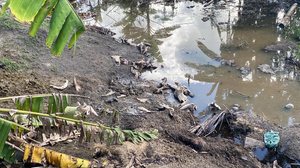 Imagem Abatedouro clandestino é autuado após flagrante de descarte irregular e maus-tratos a animais