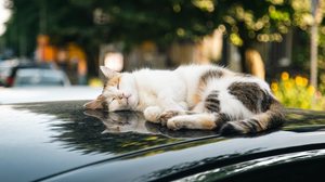 Imagem Quando os gatos se abrigam próximo ao motor do carro, o que fazer?