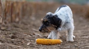 Imagem Cães e gatos podem ou não podem comer milho e seus derivados?