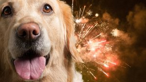 Imagem Fogos com estampido e o sofrimento que causa aos animais