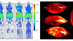 Imagem 'Luz da vida' que se apaga após a morte é encontrada em seres vivos e plantas, aponta estudo