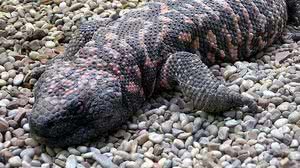 Divulgação/Bristol Zoo, Bristol, England