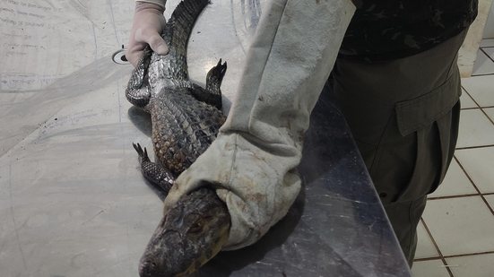 Período chuvoso aumenta a presença de animais silvestres em áreas urbanas - Foto: Cortesia/Ascom IMA