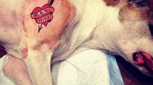 Quem fizer tatuagens e piercings com fins estéticos em cães e gatos poderá ser condenado - Foto: Reprodução