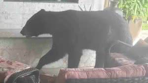 Imagem Urso invade casa e dorme em sofá após banho de hidromassagem