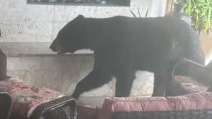 Urso negro invade casa na Flórida, dorme em sofá após banho de hidromassagem e mobiliza autoridades - Reprodução / Youtube