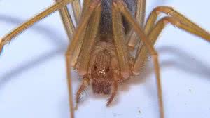 aranha-violinista - Reprodução / Redes sociais