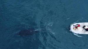 Equipe de resgate tenta tirar rede de pesca de baleia-jubarte no litoral norte de São Paulo - Instituto Agronauta