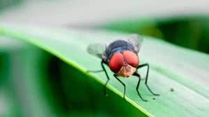 Por que EUA têm um plano para criar milhões de moscas e soltá-las de aviões - Divulgação / APHIS