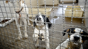 Fábio Pozzebom / Agência Brasil