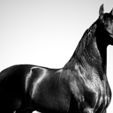 Cavalo de R$ 12 milhões morreu em Alagoas com suspeita de intoxicação - Foto: Reprodução / Instagram