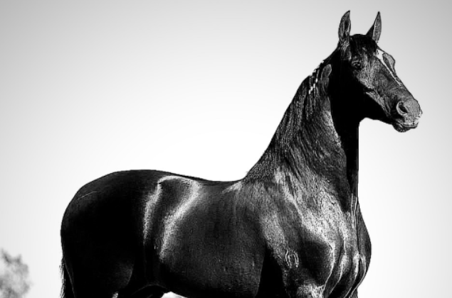 MP pede bloqueio de bens de indústria de rações após mortes de cavalos de raça em Alagoas e prejuízo de R$ 82,5 milhões