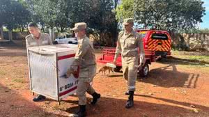 Bombeiros atuaram para conter e capturar o animal após o ataque - Reprodução/TV Anhanguera