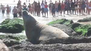 Lucas Benevides/Divulgação