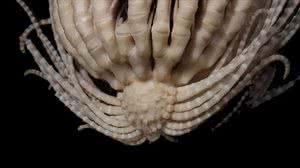 Estrela-pena-morango (Promachocrinus fragarius) - McLaughlin, Wilson e Rouse