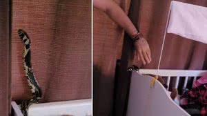 Família leva susto ao encontrar cobra dentro de berço de bebê - Reprodução / Gilberto Ademar Duwe