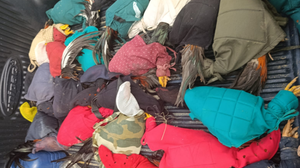 A prática de rinha de galos configura crime ambiental, com base na Lei de Crimes Ambientais - Foto: Divulgação/PM