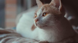 Imagem Sinais de que seu felino gosta muito de você