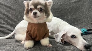 Imagem Saiba quais são as raças de cães que mais sofrem no inverno