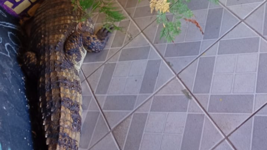 Animal foi resgatado e levado para sede do Ibama, em Maceió - Foto: Reprodução