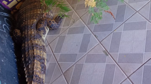 Animal foi resgatado e levado para sede do Ibama, em Maceió - Foto: Reprodução